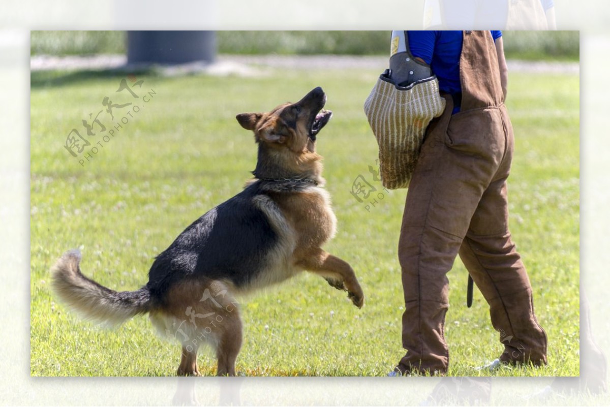 警犬