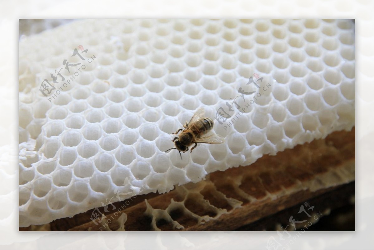 长白山蜜蜂蜂巢