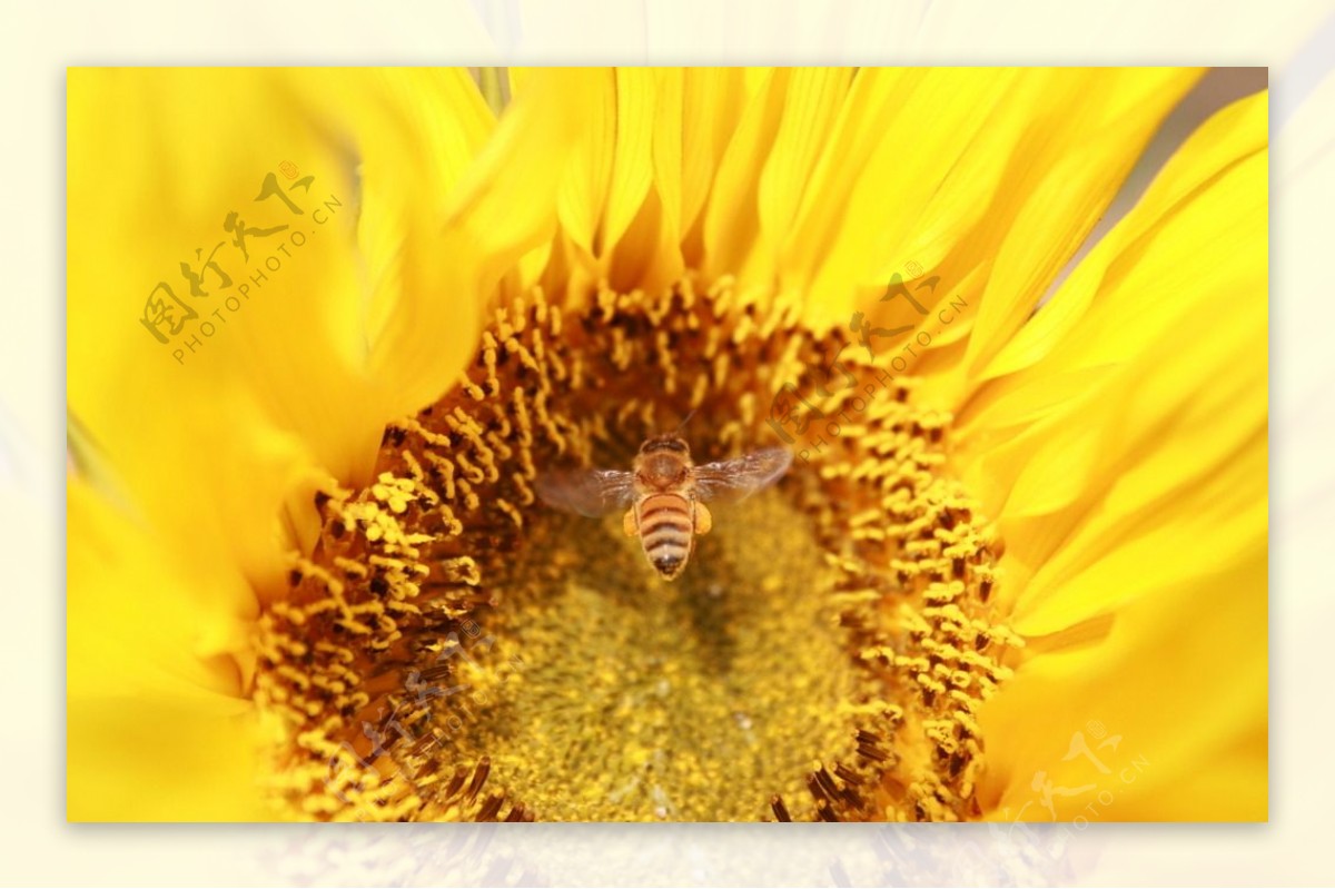 蜜蜂采食向日葵
