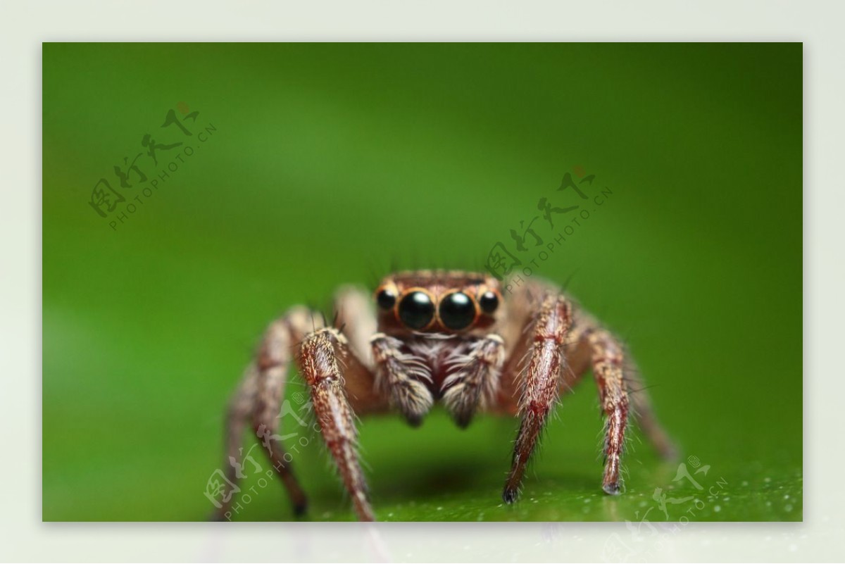 微距跳蛛蜘蛛