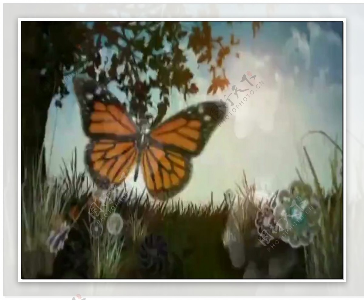 蝴蝶漂亮视频素材