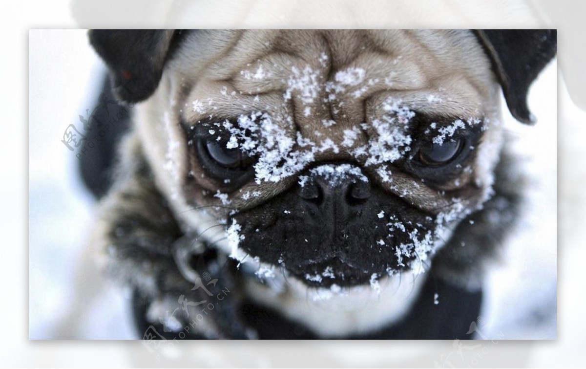 雪中的巴哥犬