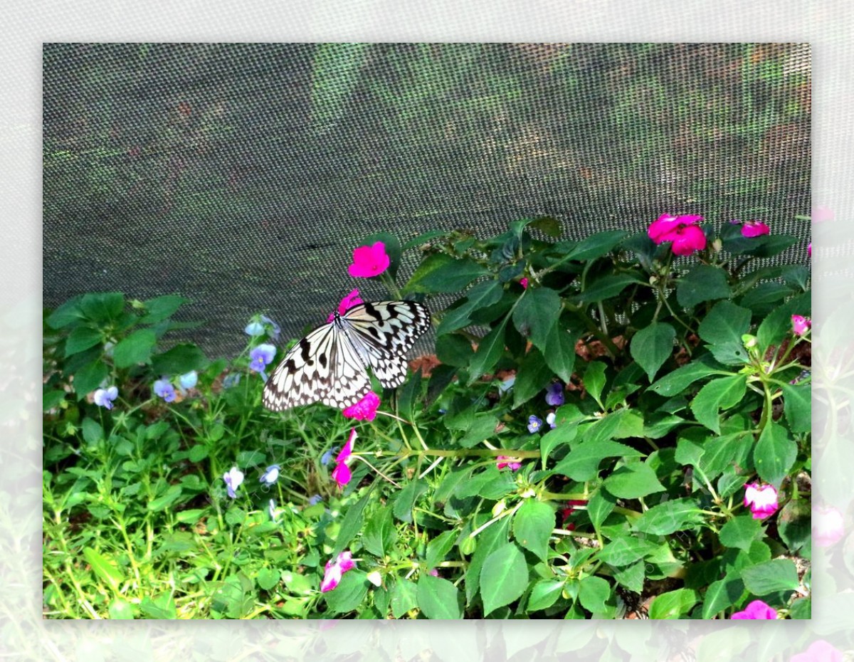 蝴蝶摄影