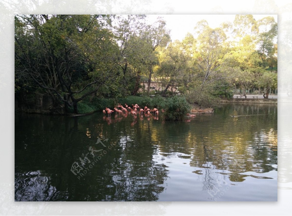 广州动物园的一群火烈鸟