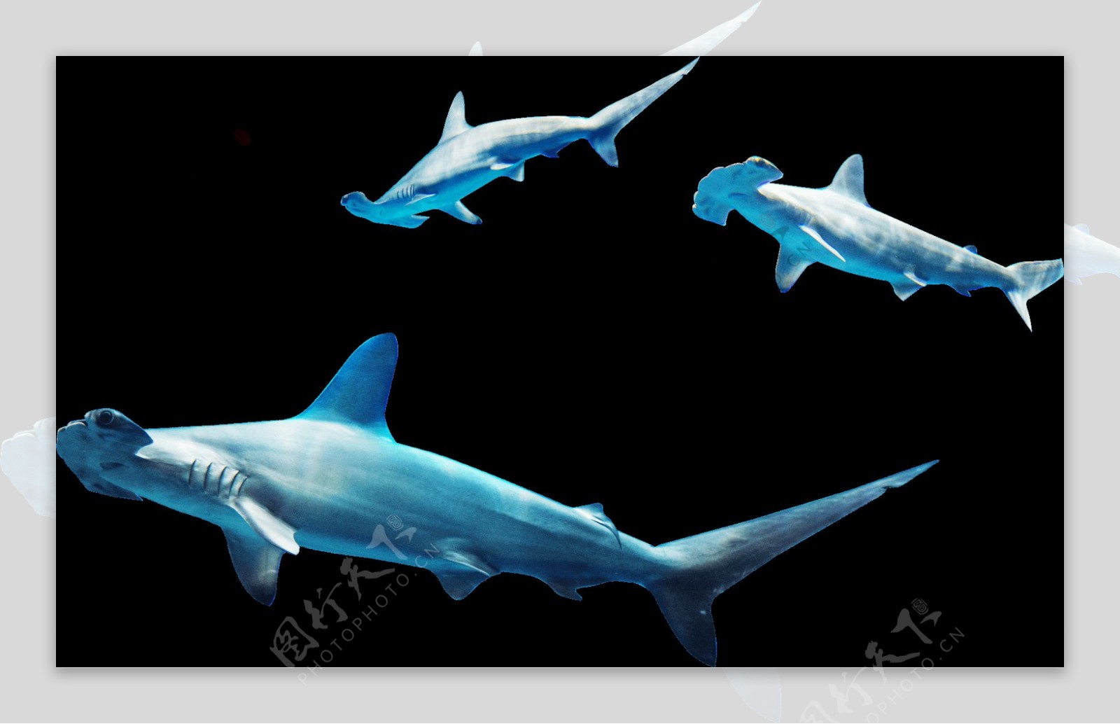 手绘蓝色鲨鱼元素