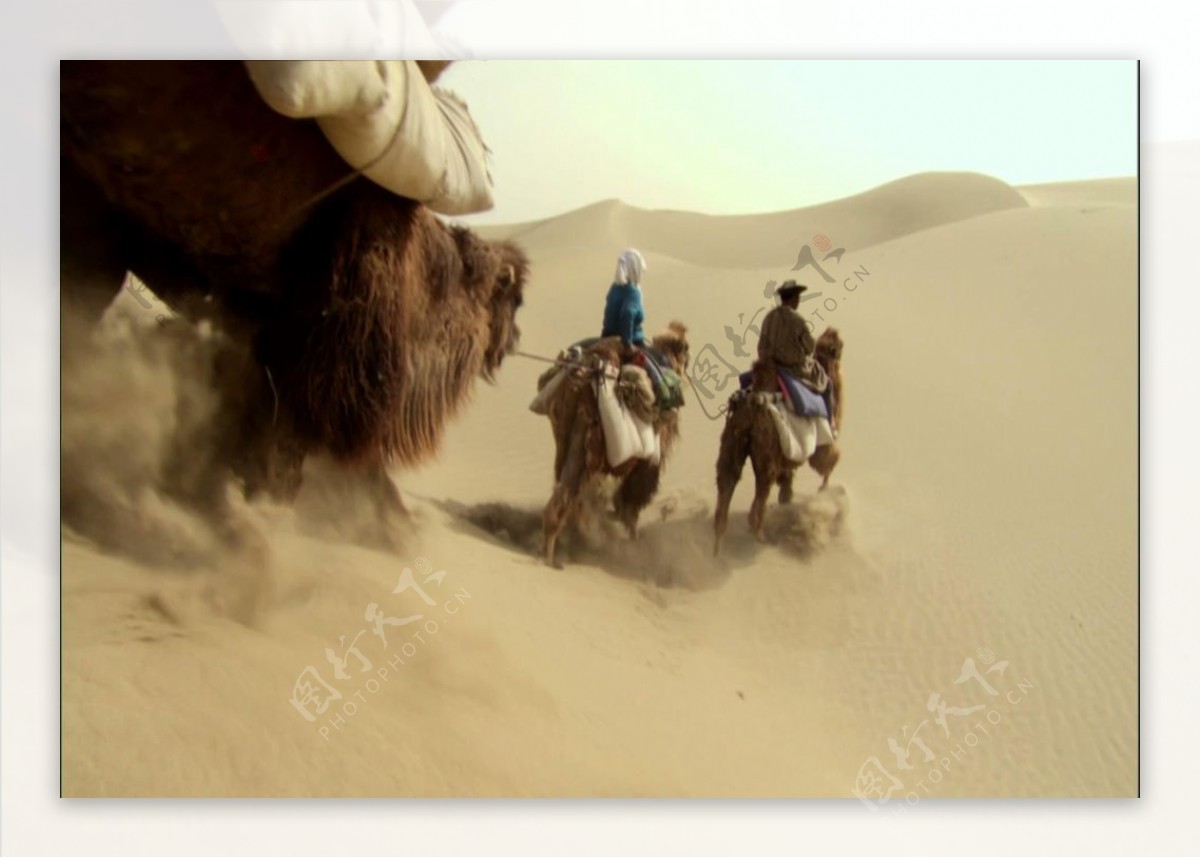 沙漠骆驼队视频素材