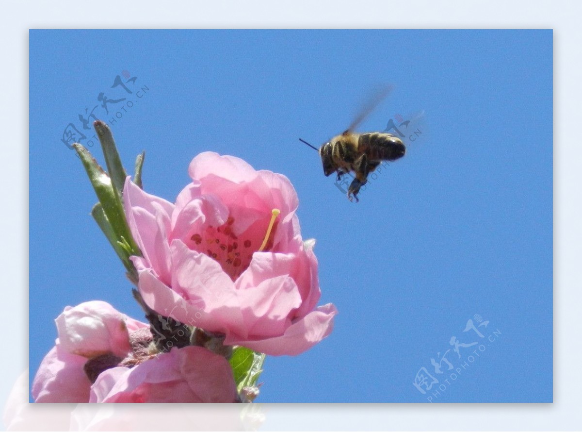 蜜蜂花朵