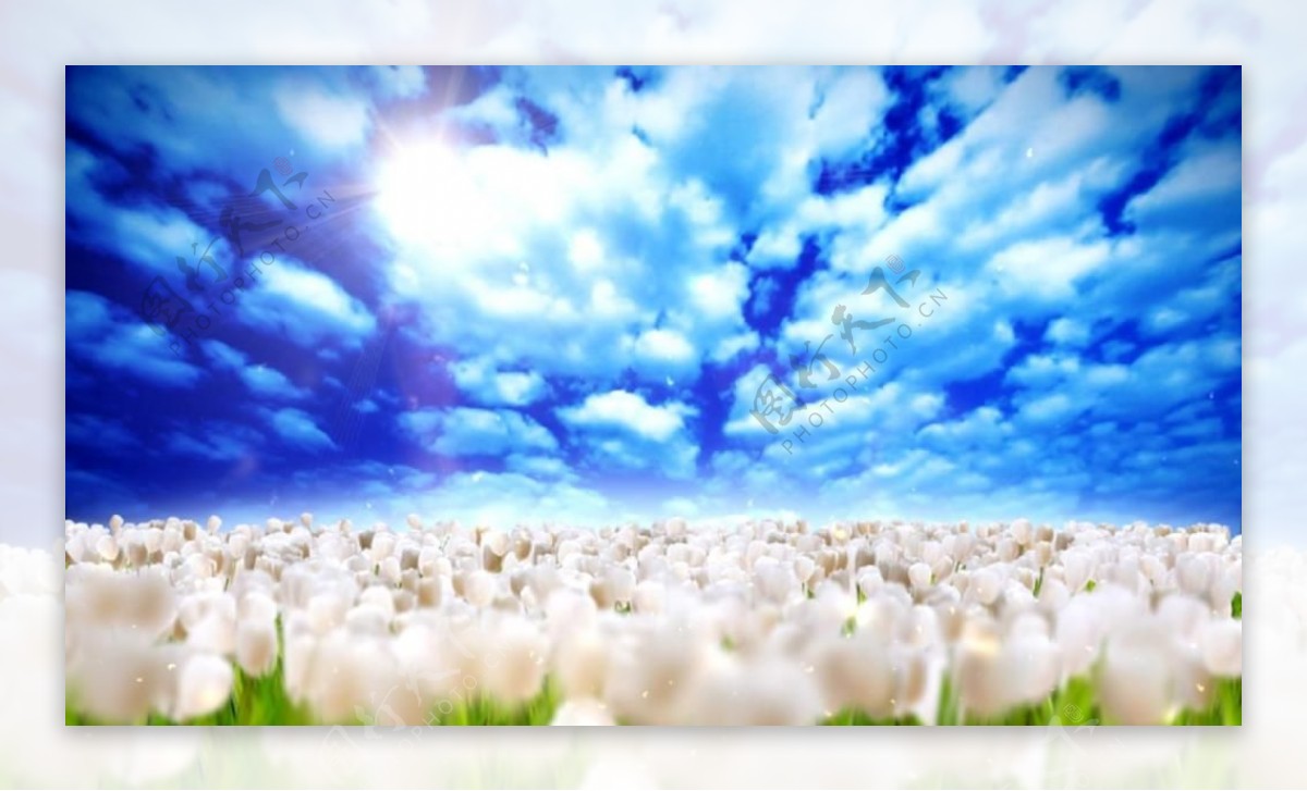 天空下花朵绽放大气风景视频素材