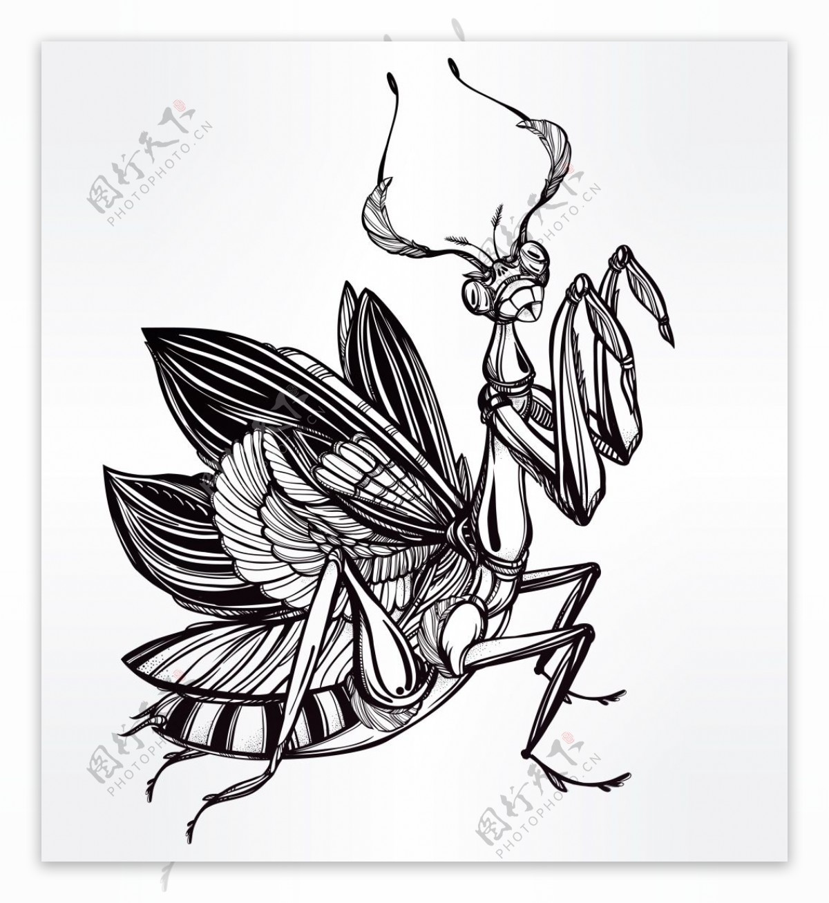 黑白花纹创意螳螂图案
