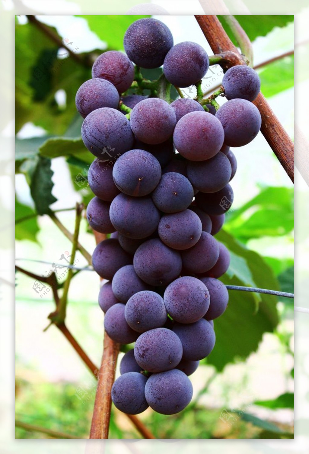大串葡萄