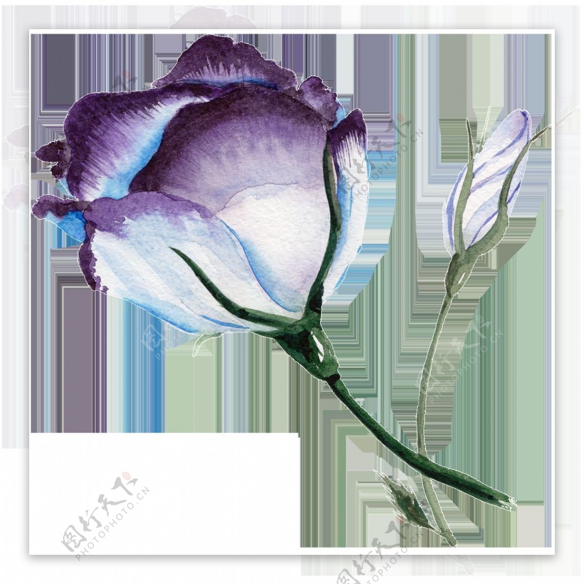 紫蓝色花朵水彩透明花朵素材