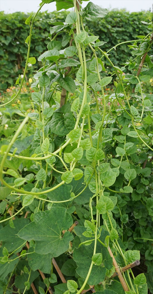 爬满架子的木耳菜藤