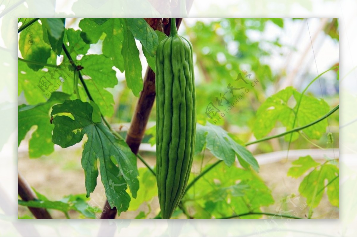 大苦瓜蔬菜基地