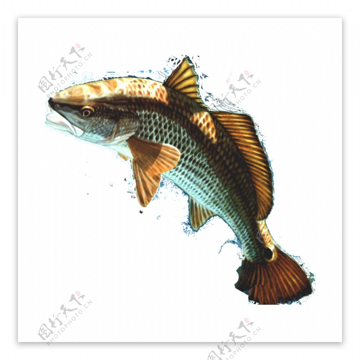 热带鱼免抠png透明图层素材