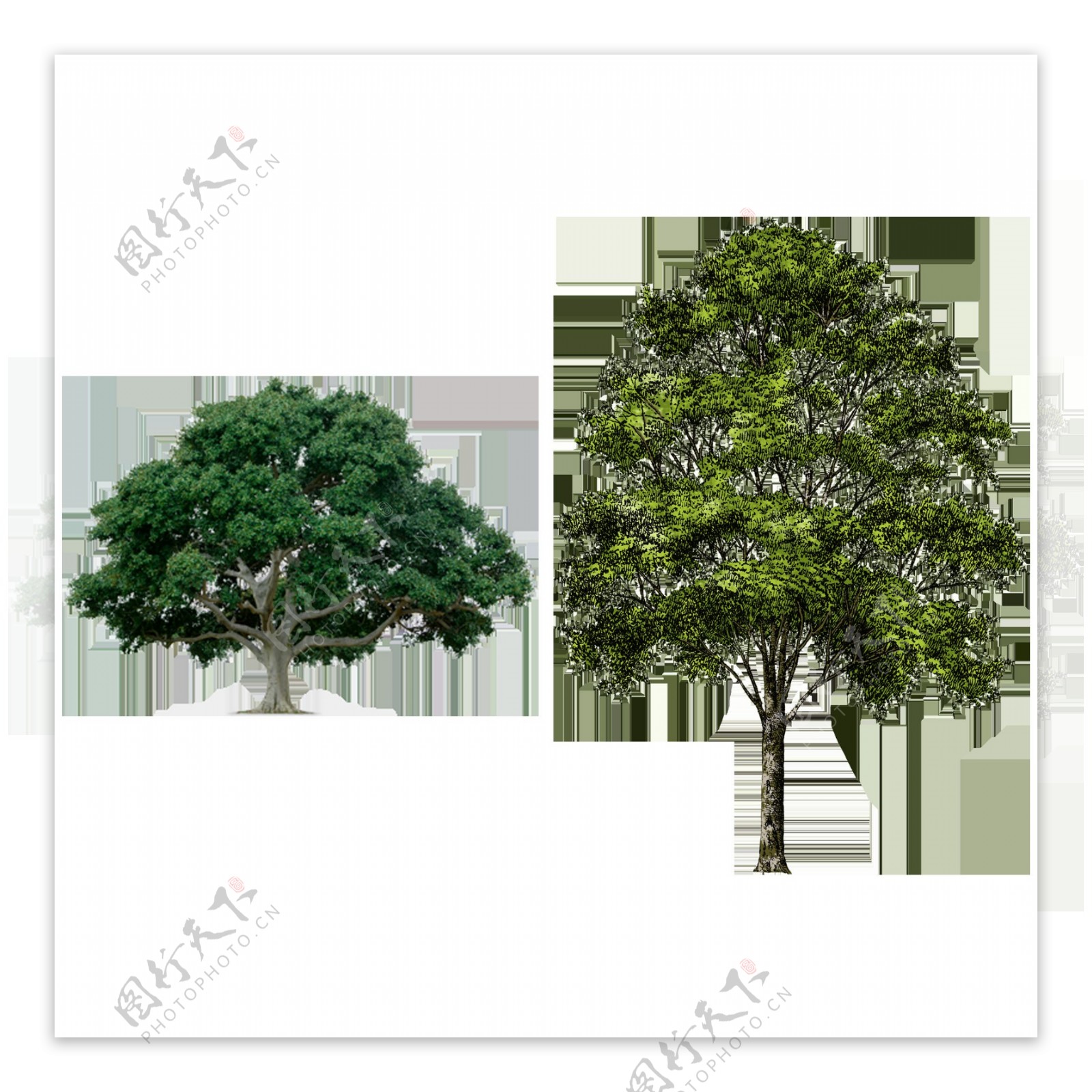 两棵绿色的树免抠png透明图层素材