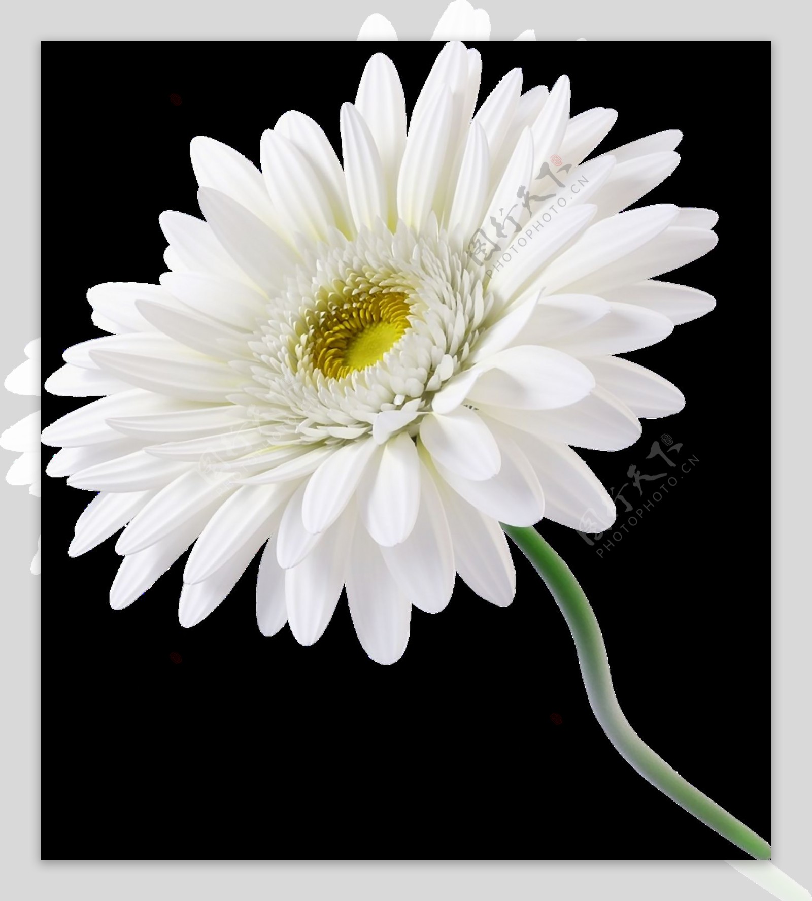 一朵白色的菊花png元素素材