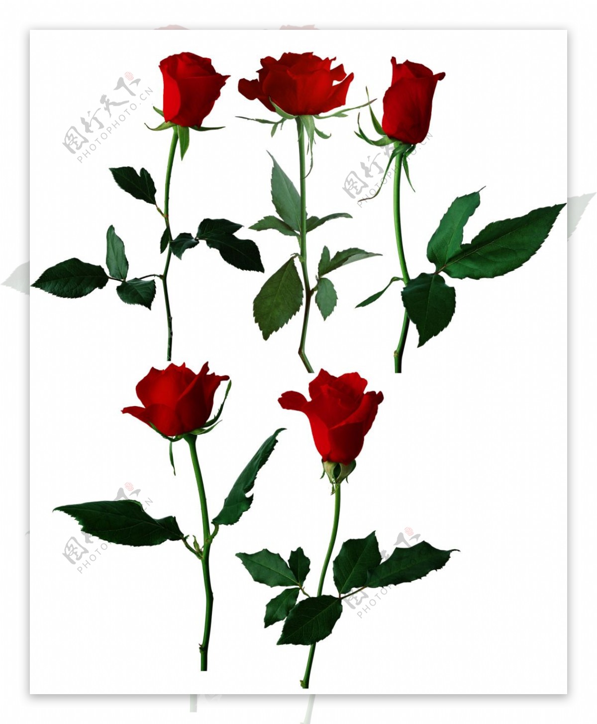 红色月季玫瑰花朵png元素素材