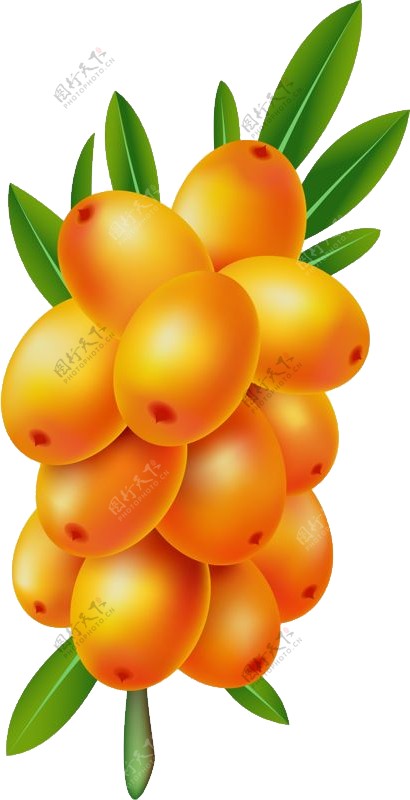 手绘黄色沙棘果免抠png透明图层素材