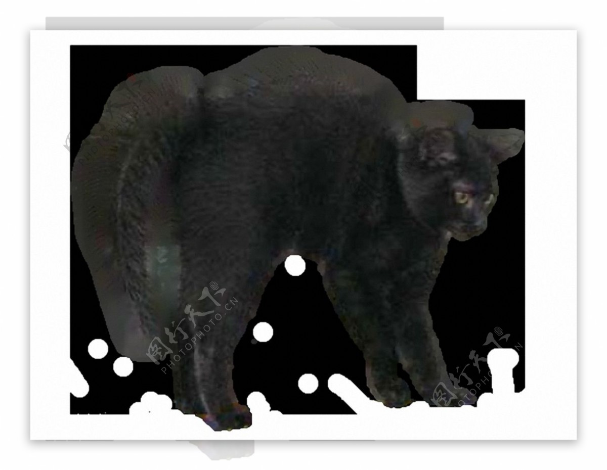 长毛黑猫免抠png透明素材