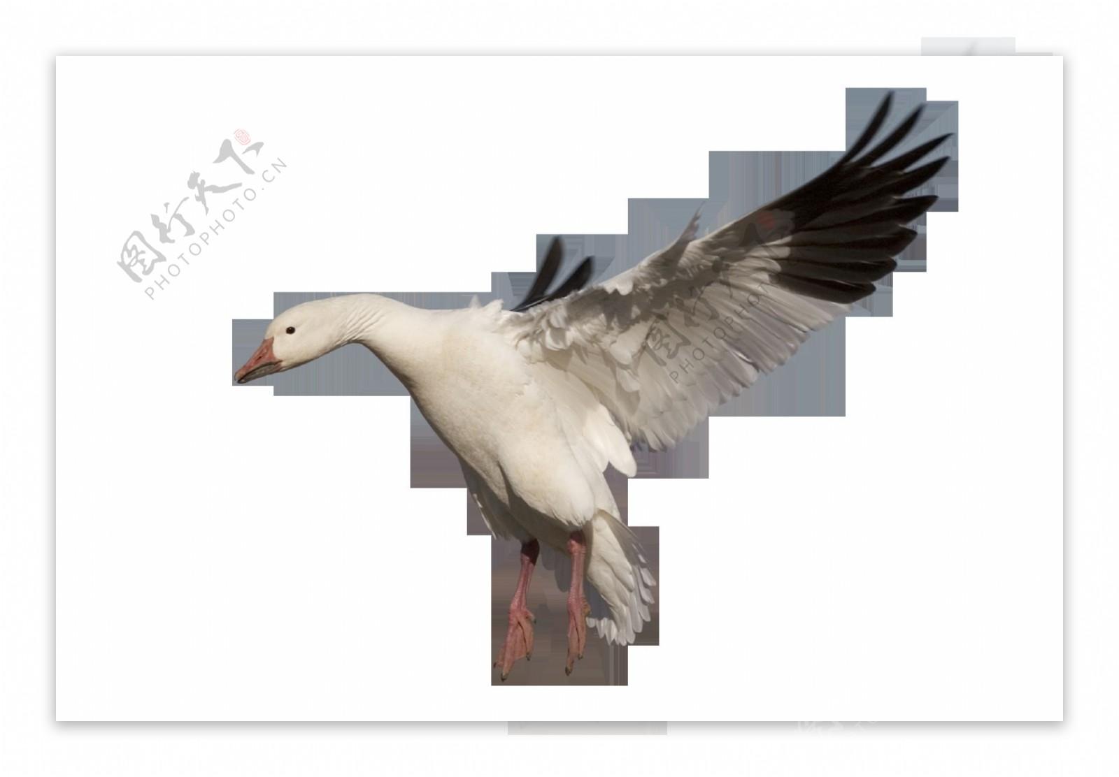 展开翅膀的鹅免抠png透明素材