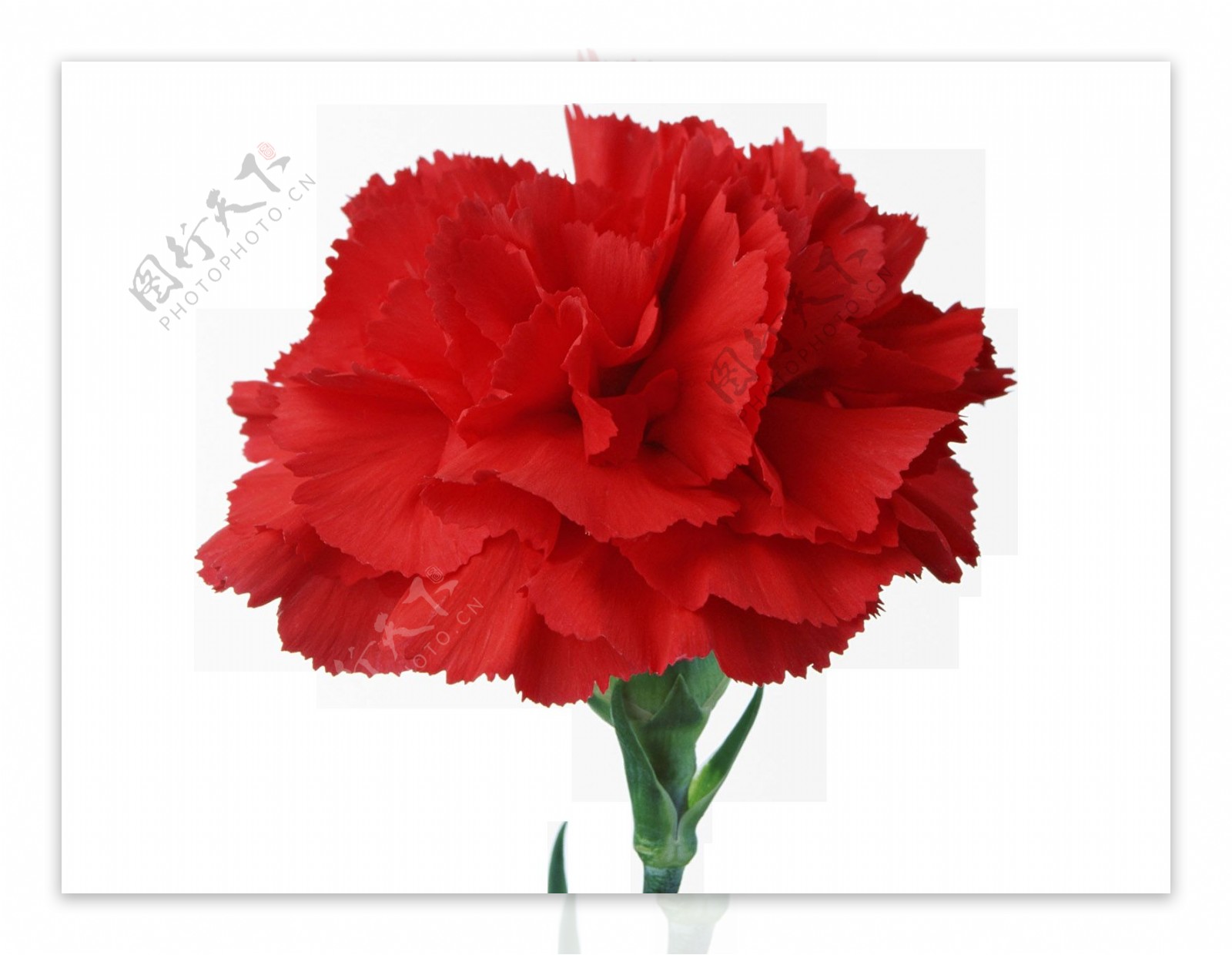 一朵红色的花朵png元素素材
