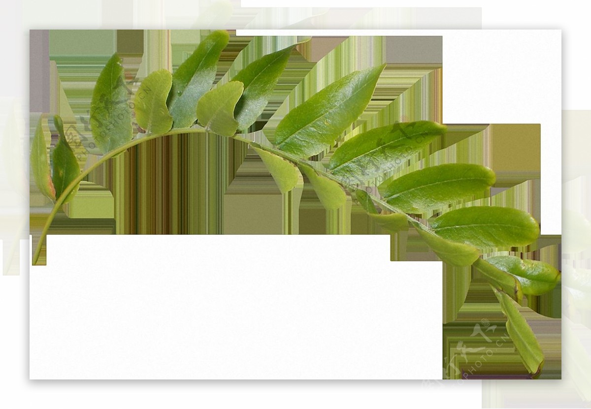 绿叶树枝图片免抠png透明素材