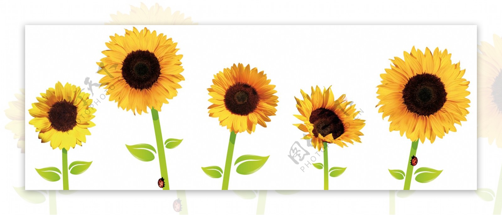 五朵黄色太阳花免抠png透明图层素材