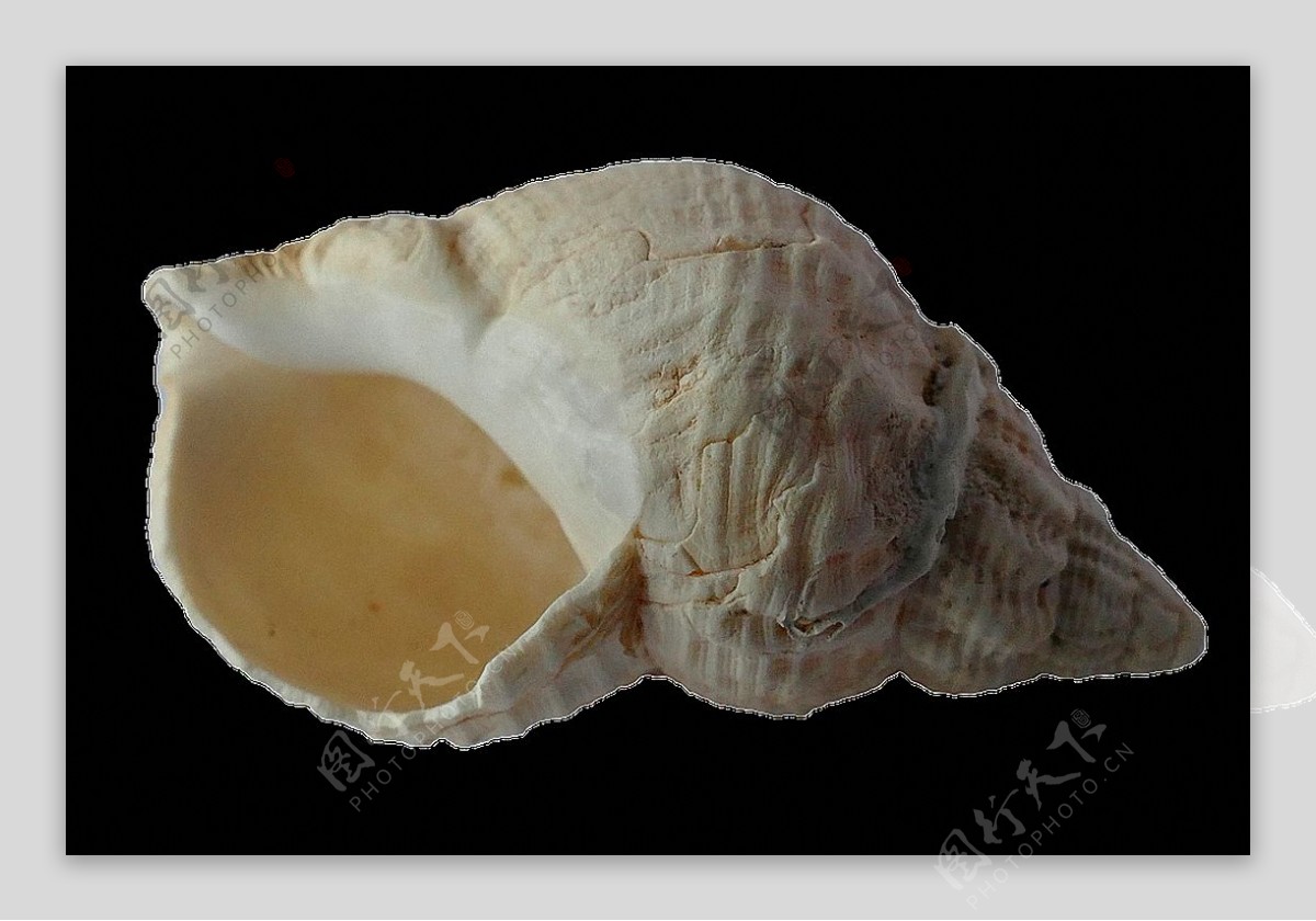 空腹海螺免抠png透明图层素材