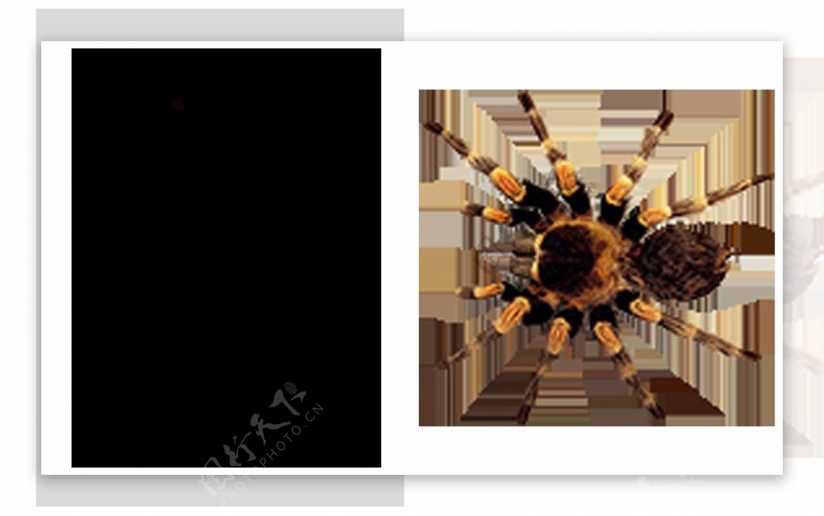 两只蜘蛛图片免抠png透明图层素材
