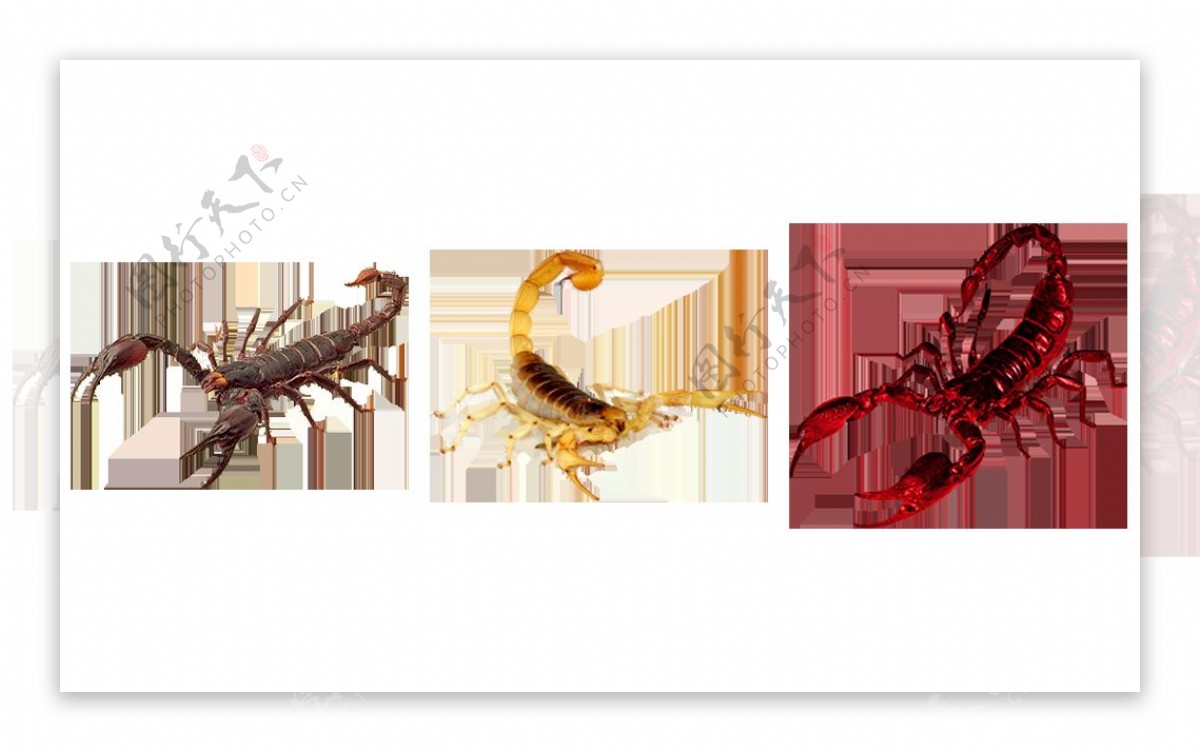蝎子图片免抠png透明图层素材