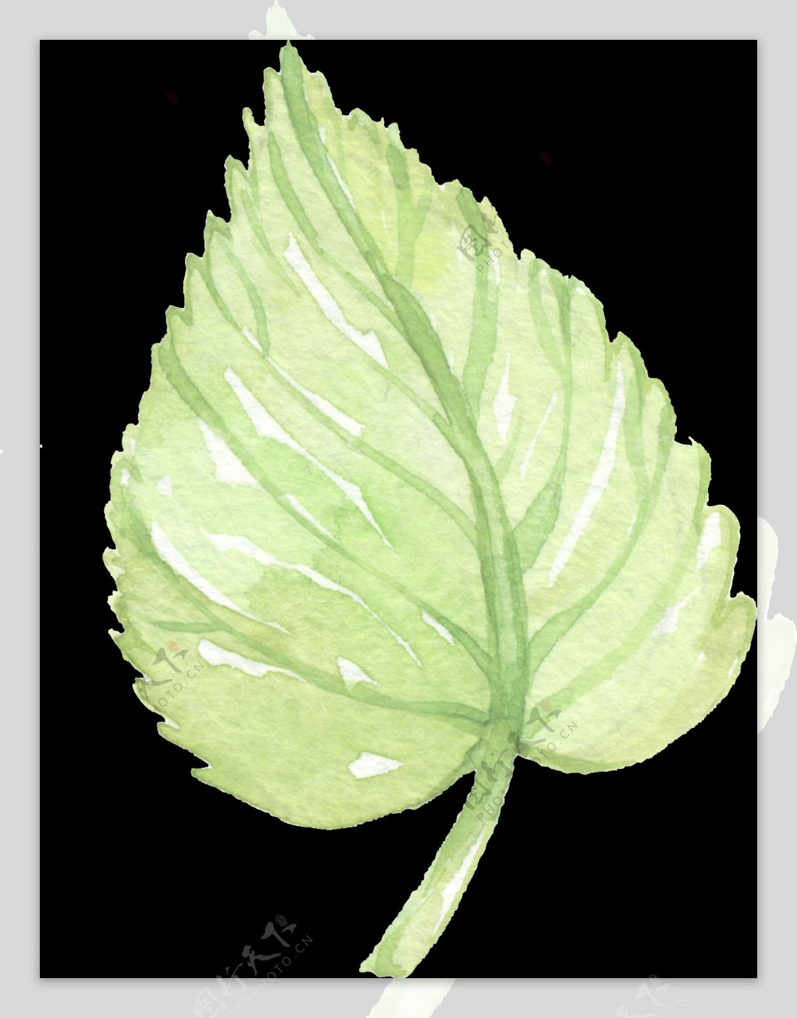 手绘翠绿尖尖叶子png透明素材
