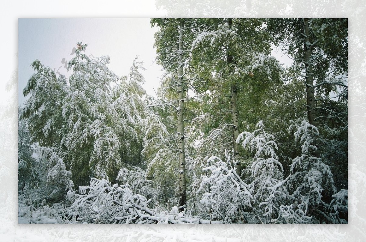 森林雪景