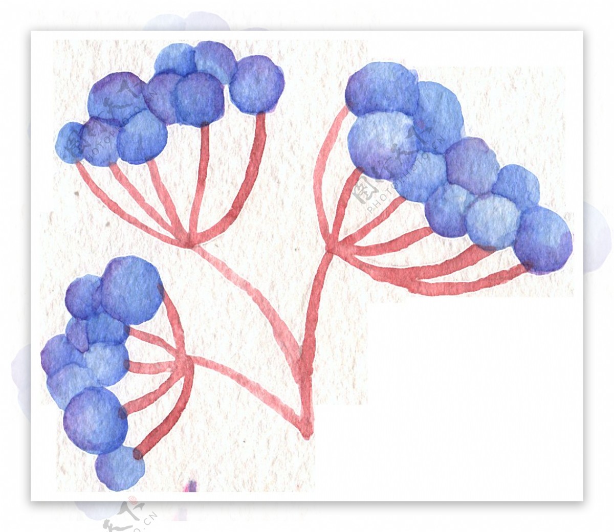手绘水彩食物蓝莓果png透明素材