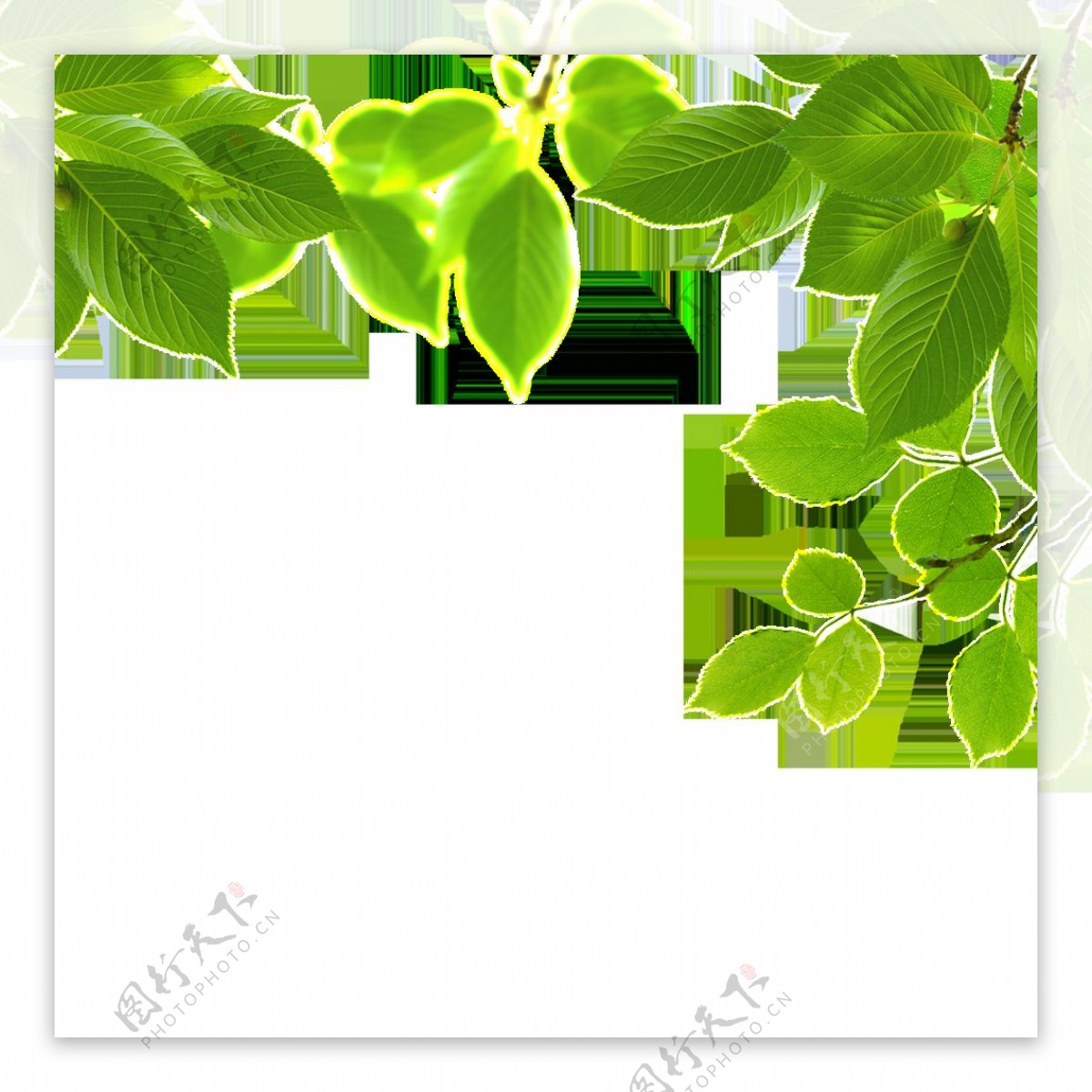 绿色植物绿叶边装饰png透明素材