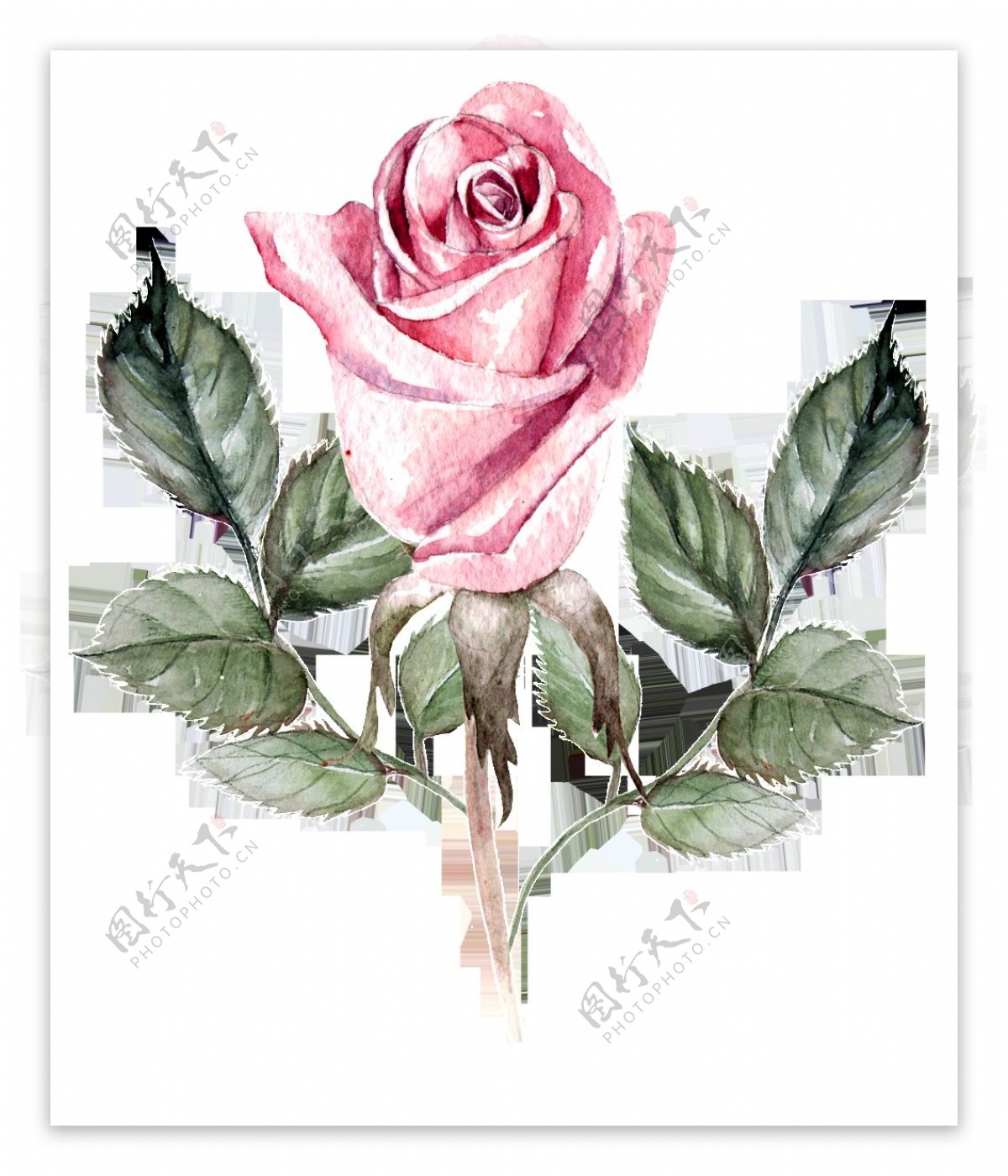 粉色水墨玫瑰花卡通透明素材
