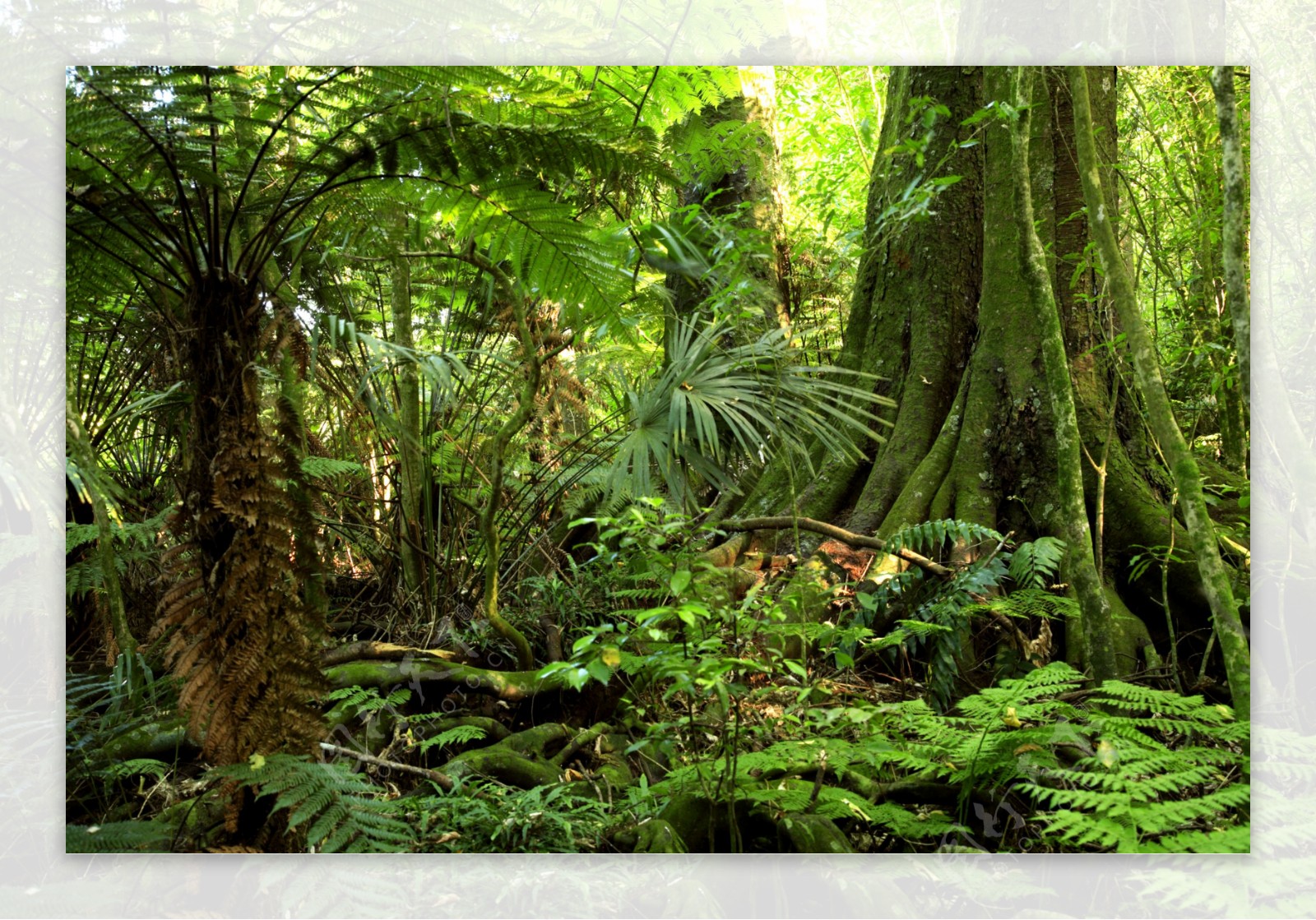 热带雨林树木景观