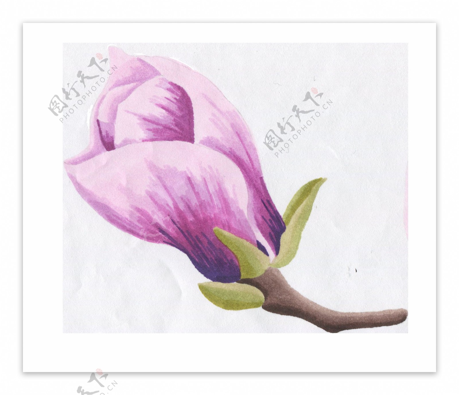 紫色含苞待放花卉卡通水彩透明素材