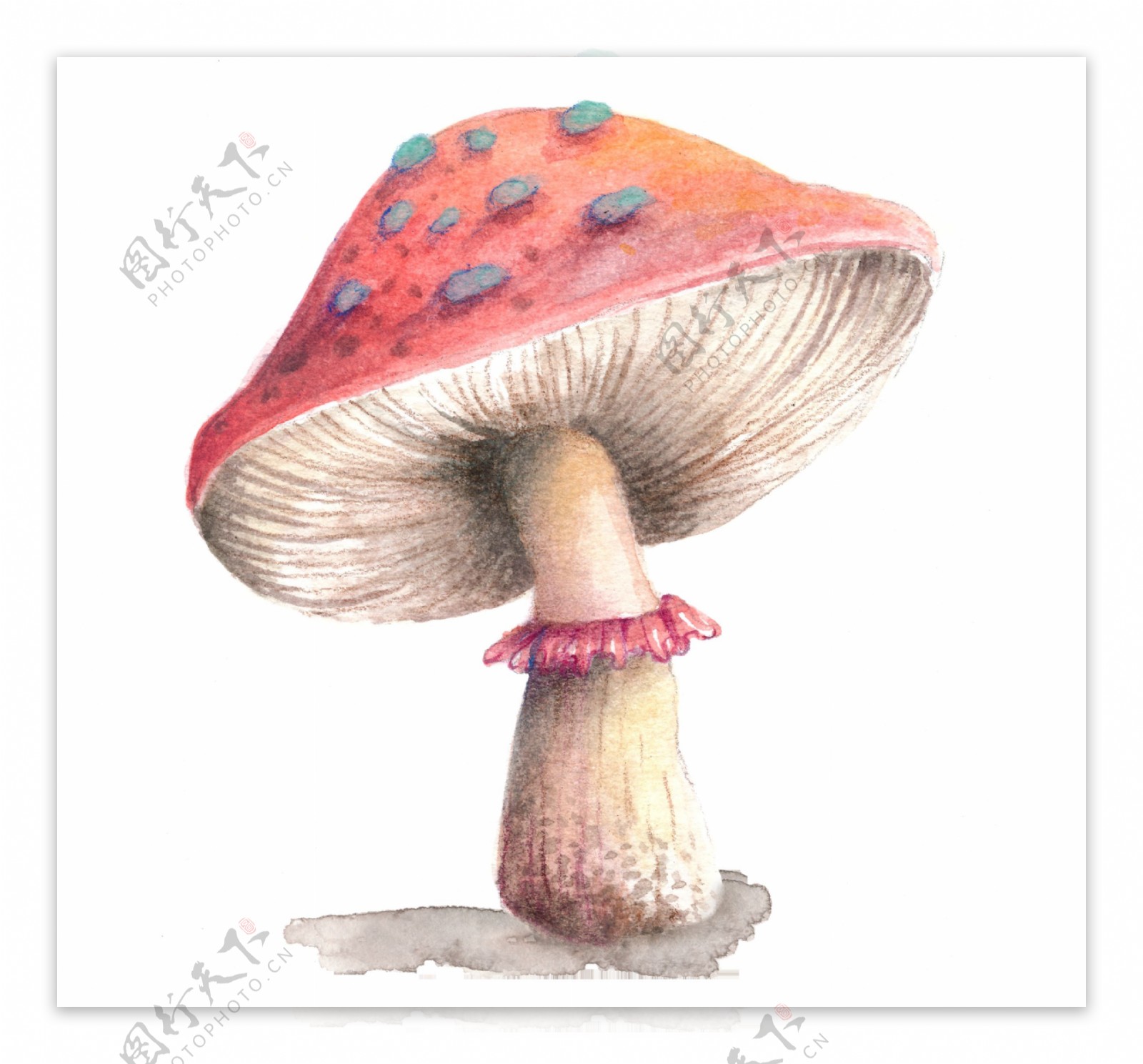 野外蘑菇卡通透明素材