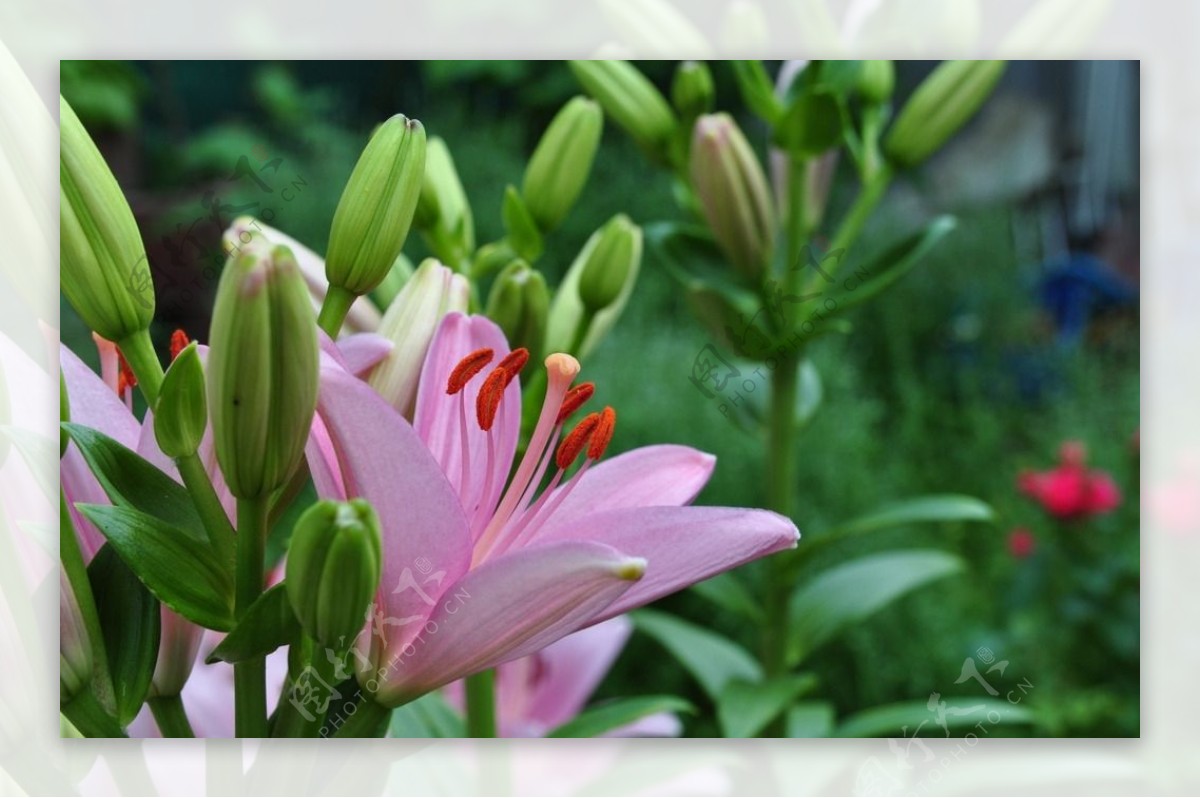 鲜花鲜花背景