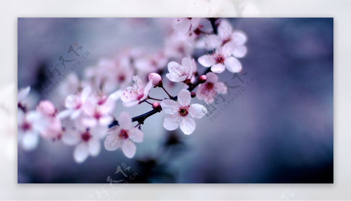 鲜花鲜花背景