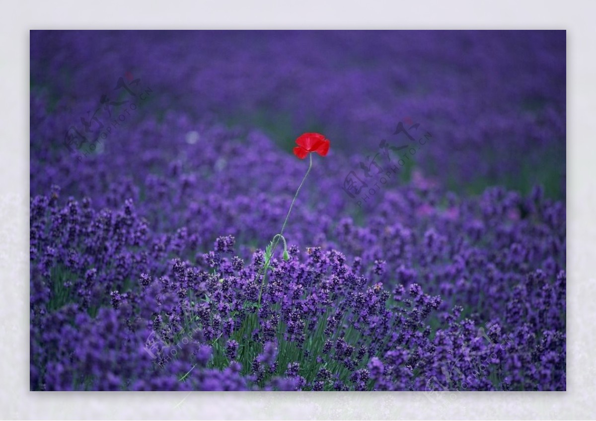 鲜花鲜花背景