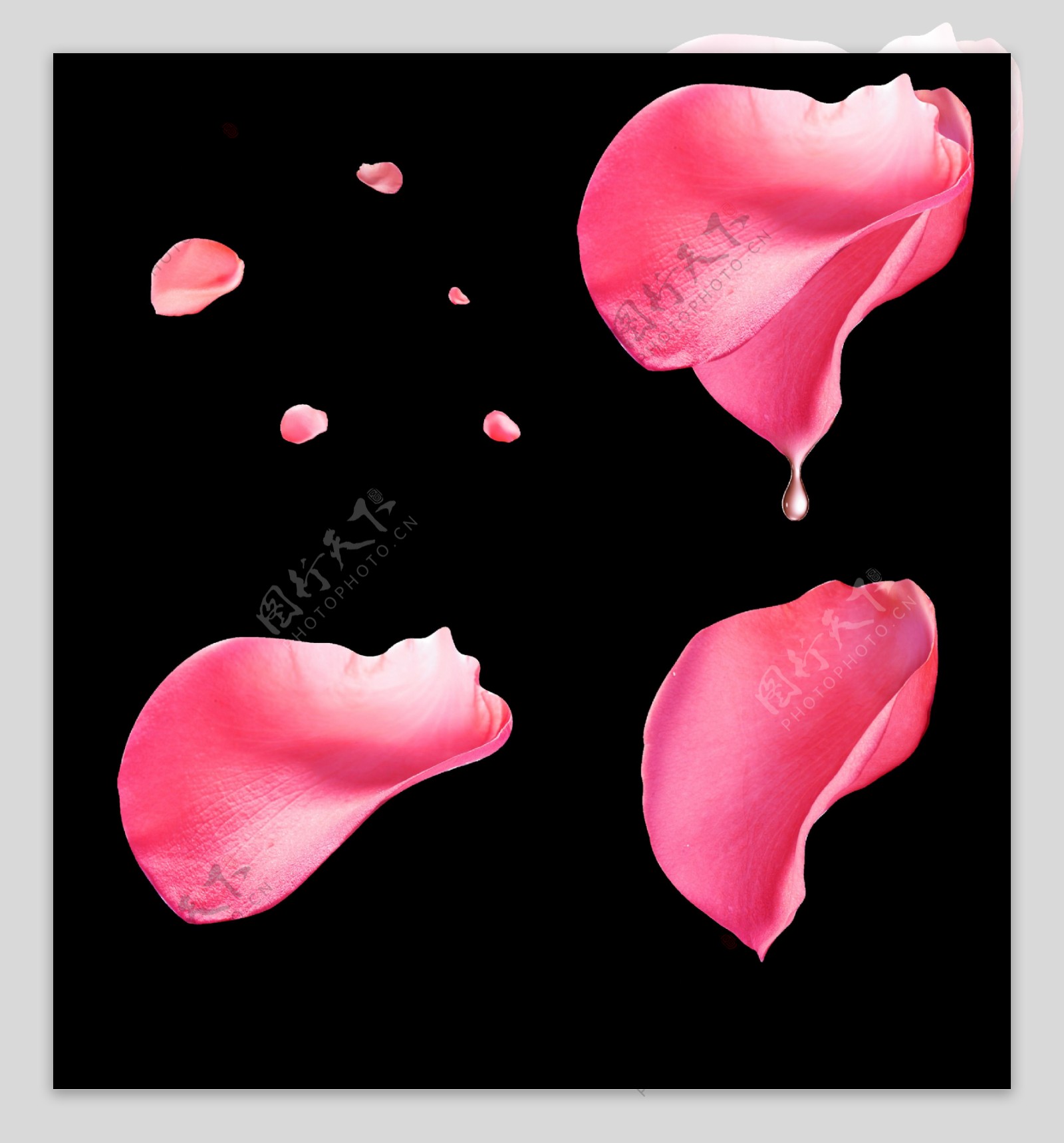 粉红色花瓣png透明素材