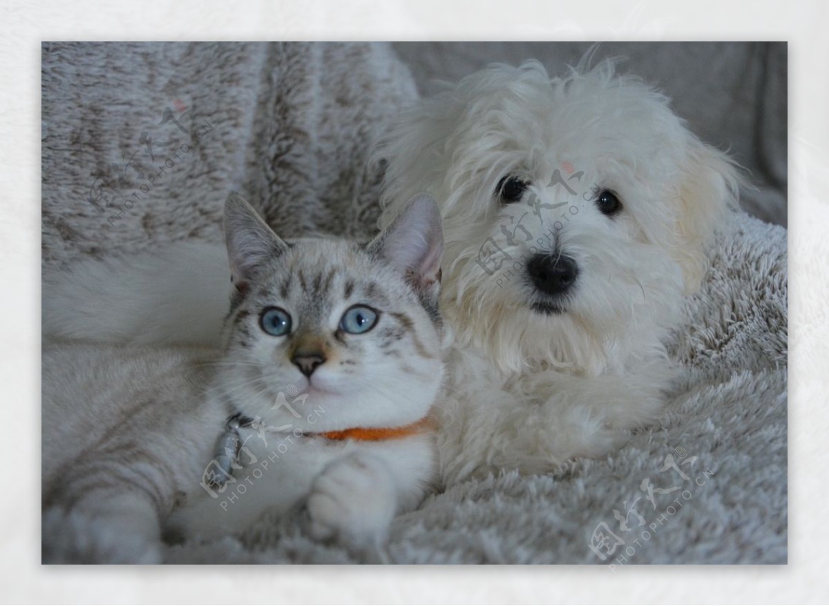 白色狗狗和猫咪