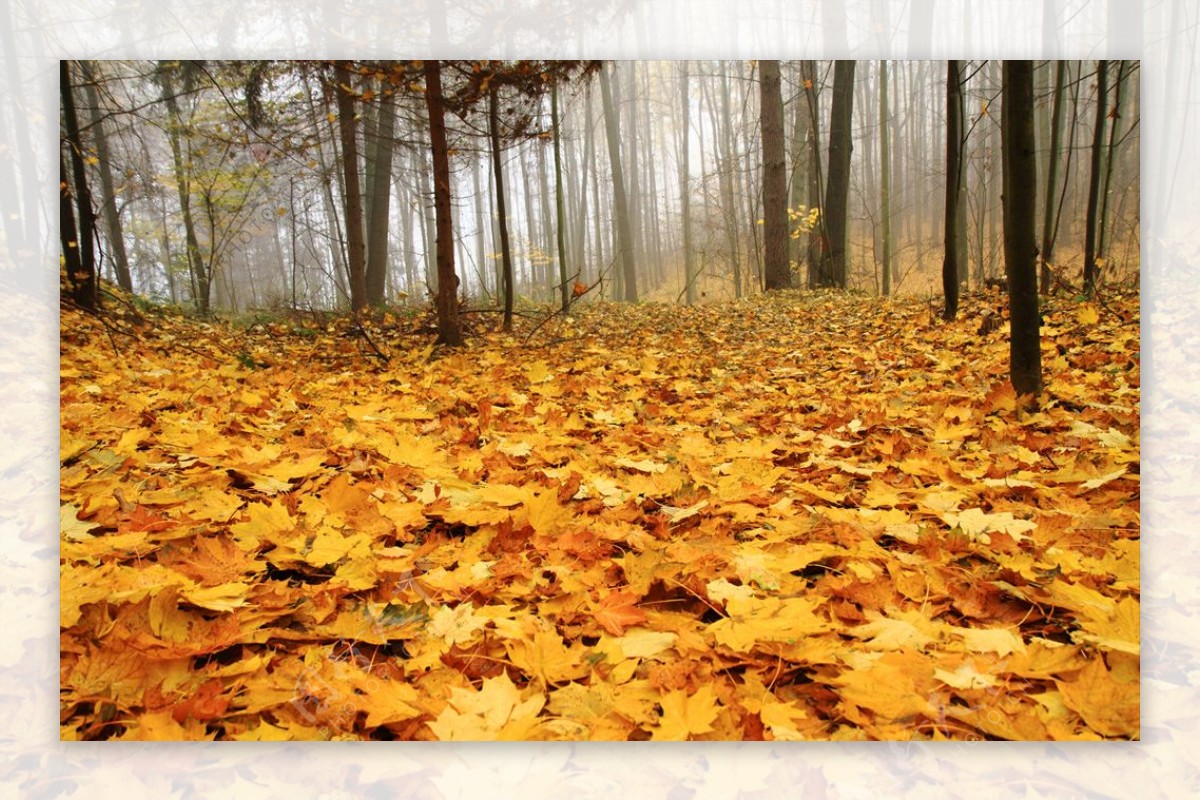 秋天树林里的满地落叶