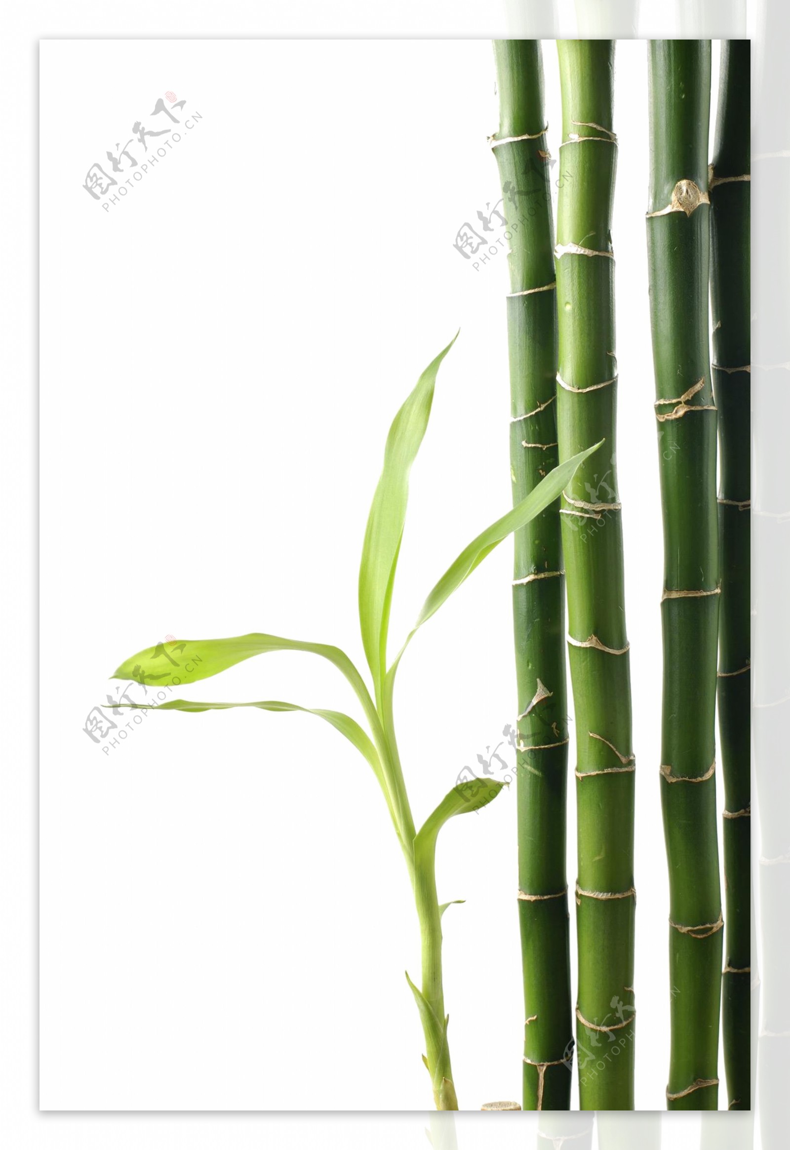 生长竹子透明素材