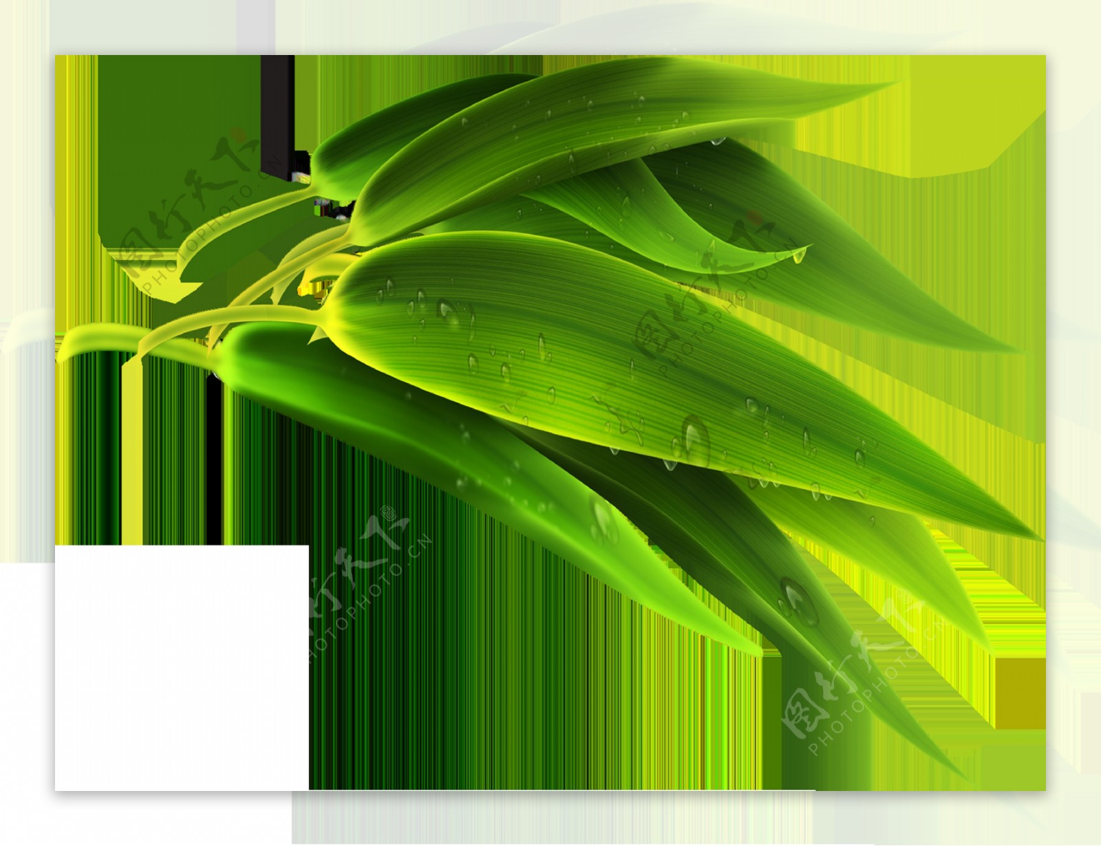 绿色竹叶透明素材
