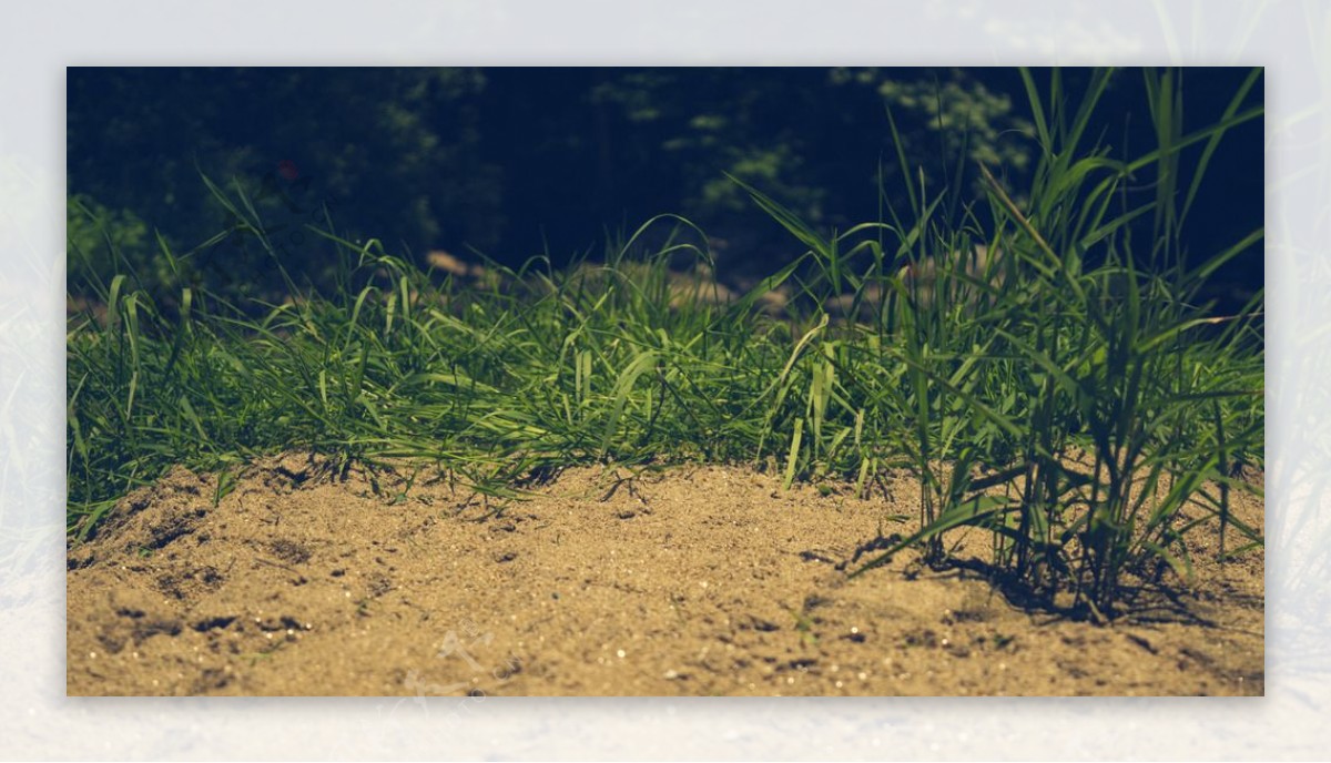 野草草地