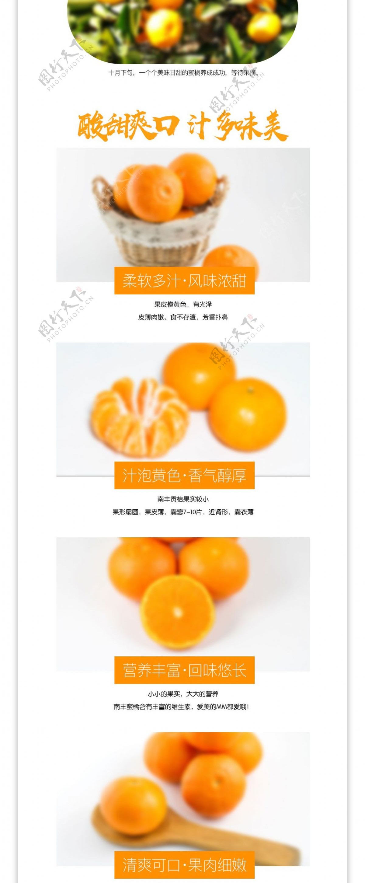 橙色新鲜南丰蜜橘详情页PSD模板