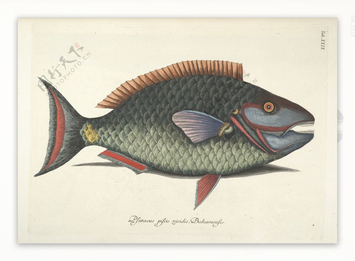鱼类手绘插画鱼鱼类装饰