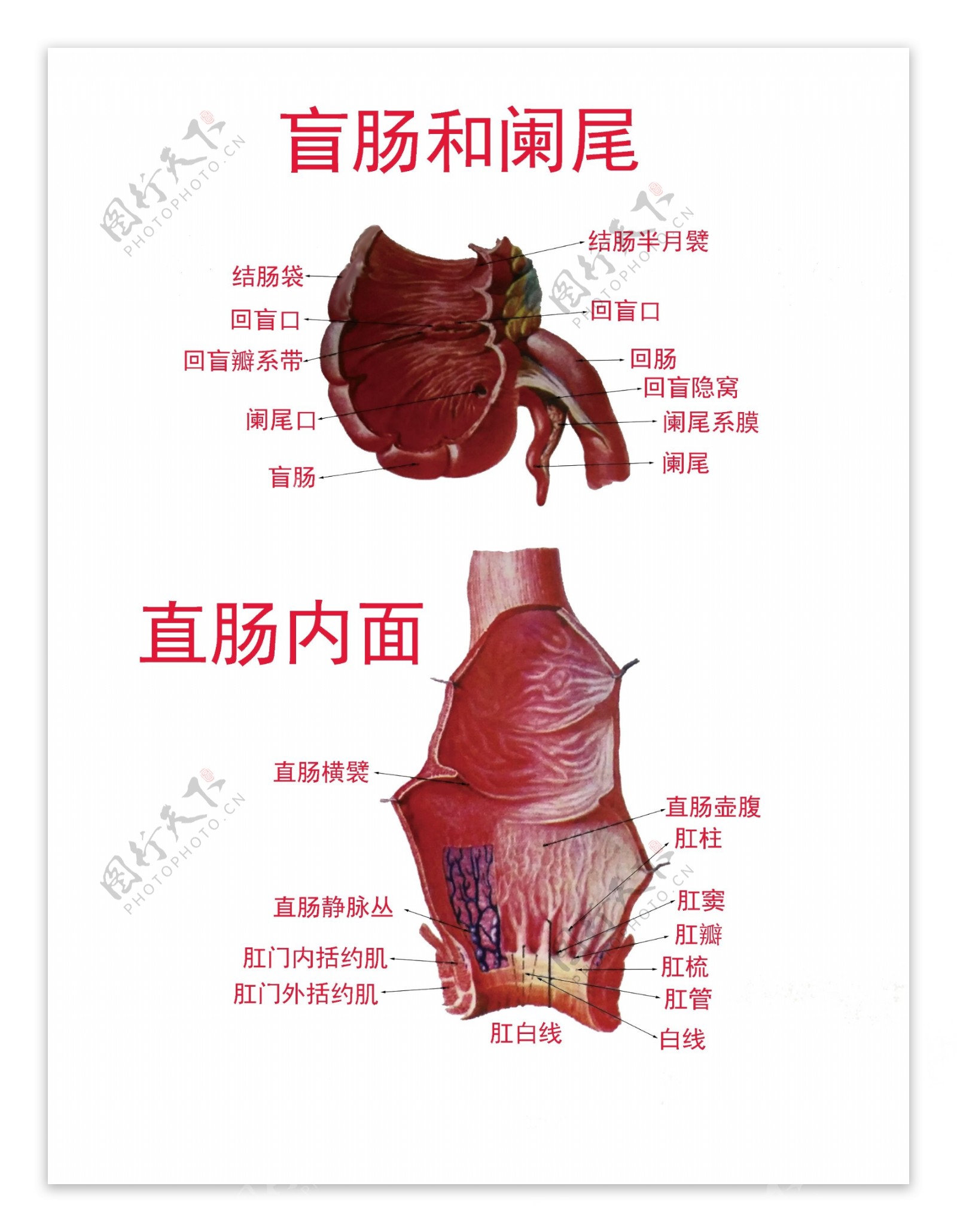 盲肠阑尾直肠解剖图